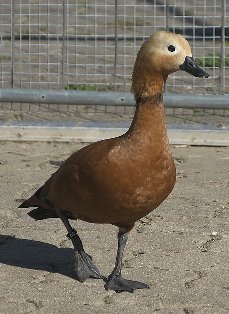 被大俱乐部
